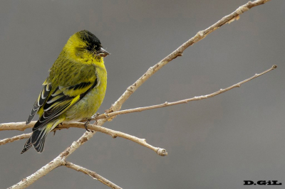 JILGUERO (Spinus barbata)